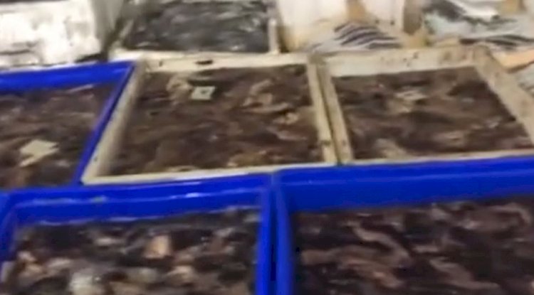 1 ton deniz patlıcanı ele geçirildi