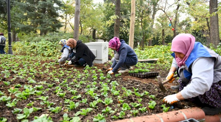 Peyzaj çalışmaları sürüyor