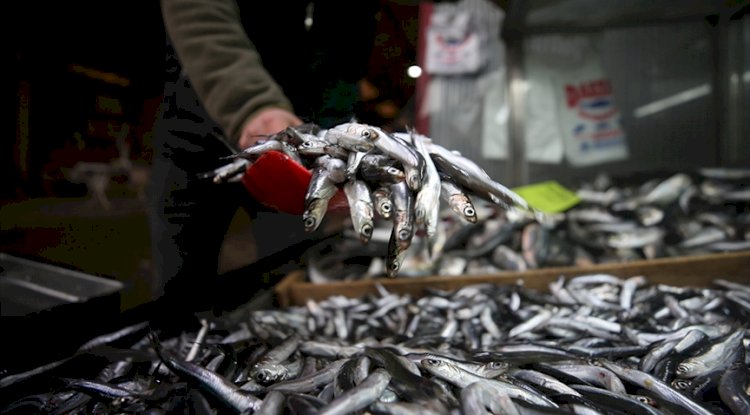 Hamsi avcılığı 15 Nisan'a kadar yasaklandı