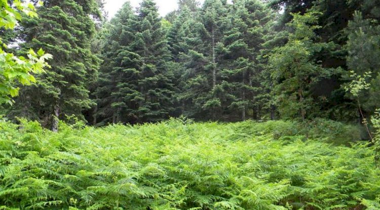 Yenice doğasıyla herkesi etkiliyor