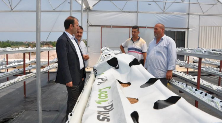 Topraksız çilek üretimi yapılacak