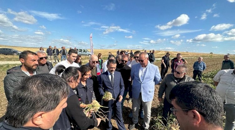 Şeker pancarında hasat zamanı