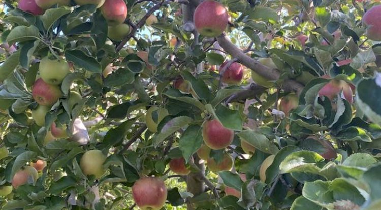 Elma bahçelerinde hasat zamanı