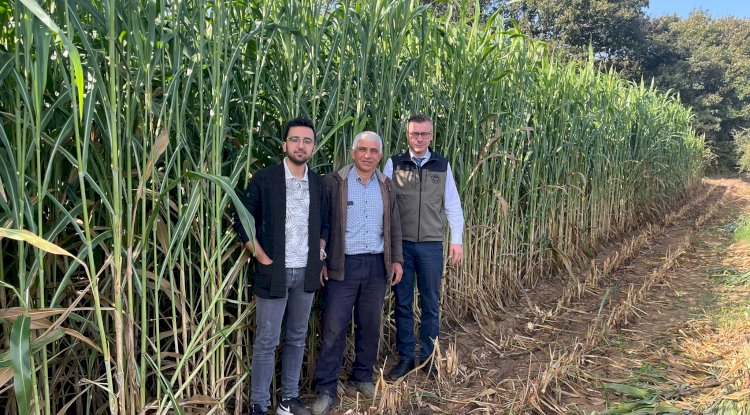 Şeker Sorgumu hasadı başladı