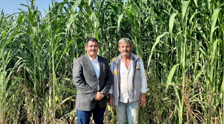 Zeytinde hasat öncesi kontroller sürüyor