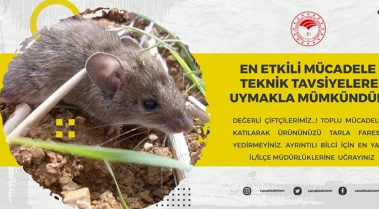 Üreticilere tarla faresi uyarısı