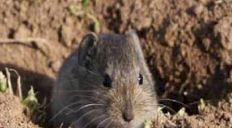 Üreticilere tarla faresi uyarısı
