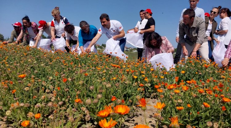 TARİHİ ALAN ŞİFA BAHÇESİNDE TIBBİ AROMATİK BİTKİNİN İLK HASADI YAPILDI