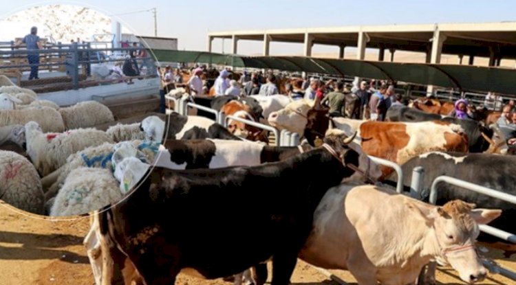 Satılamayan kurbanlıklar satın alınacak