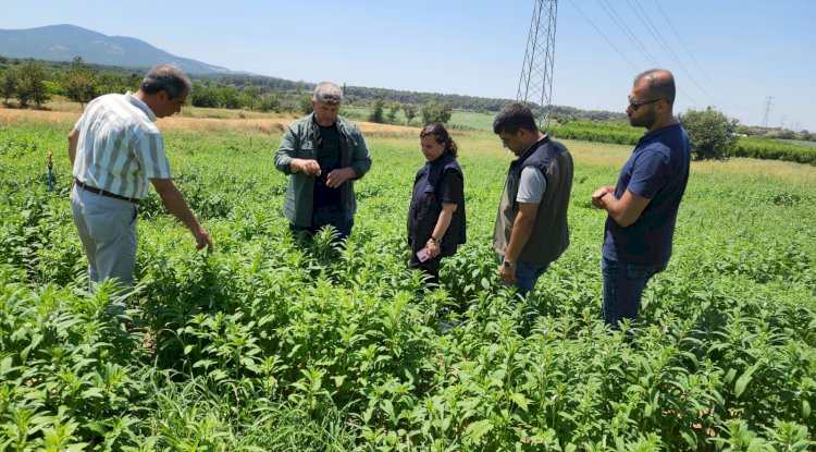 Türkarslan’dan inceleme