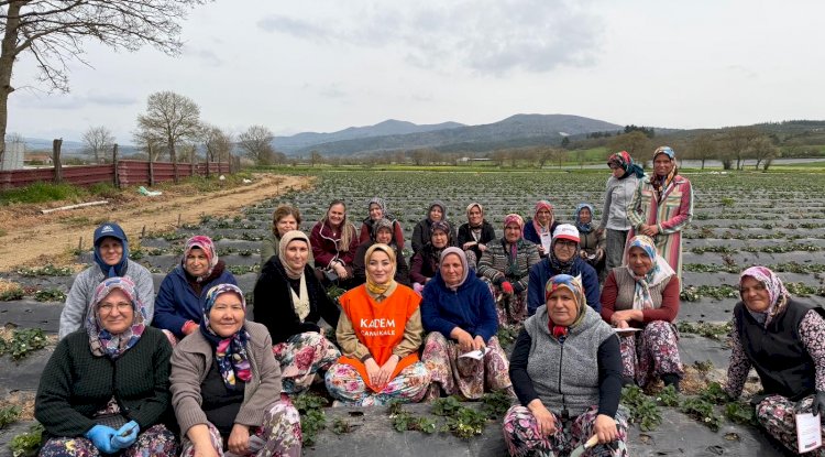 Davut Köyü’nde çilek hasadı