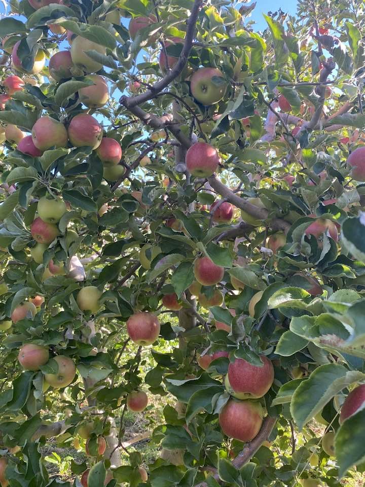 Elma bahçelerinde hasat zamanı