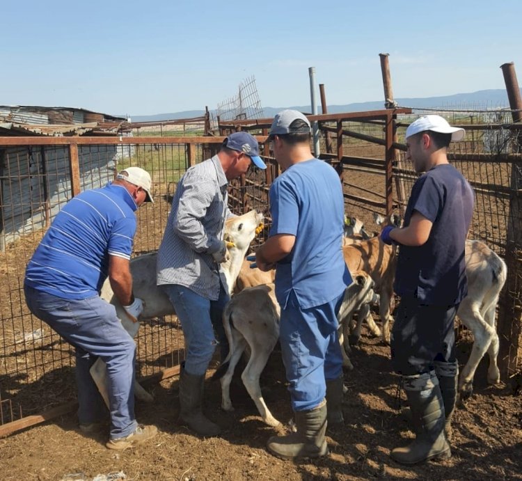 İlçelerde küpeleme çalışması