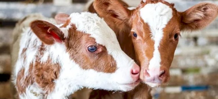 Yetiştiricilere duyuru