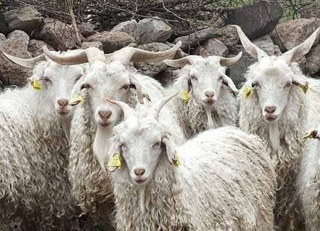 Kuzu ve Oğlaklara yeni destekleme modeli