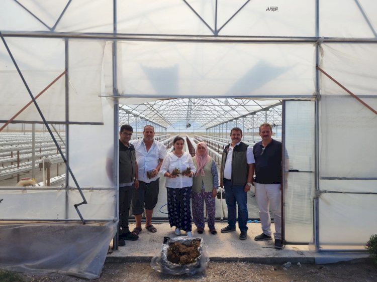 Türkarslan Çilek seralarını inceledi.